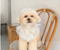 Dog salon NUR 2