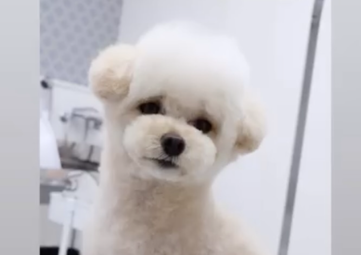 Dog salon LilyBear 1