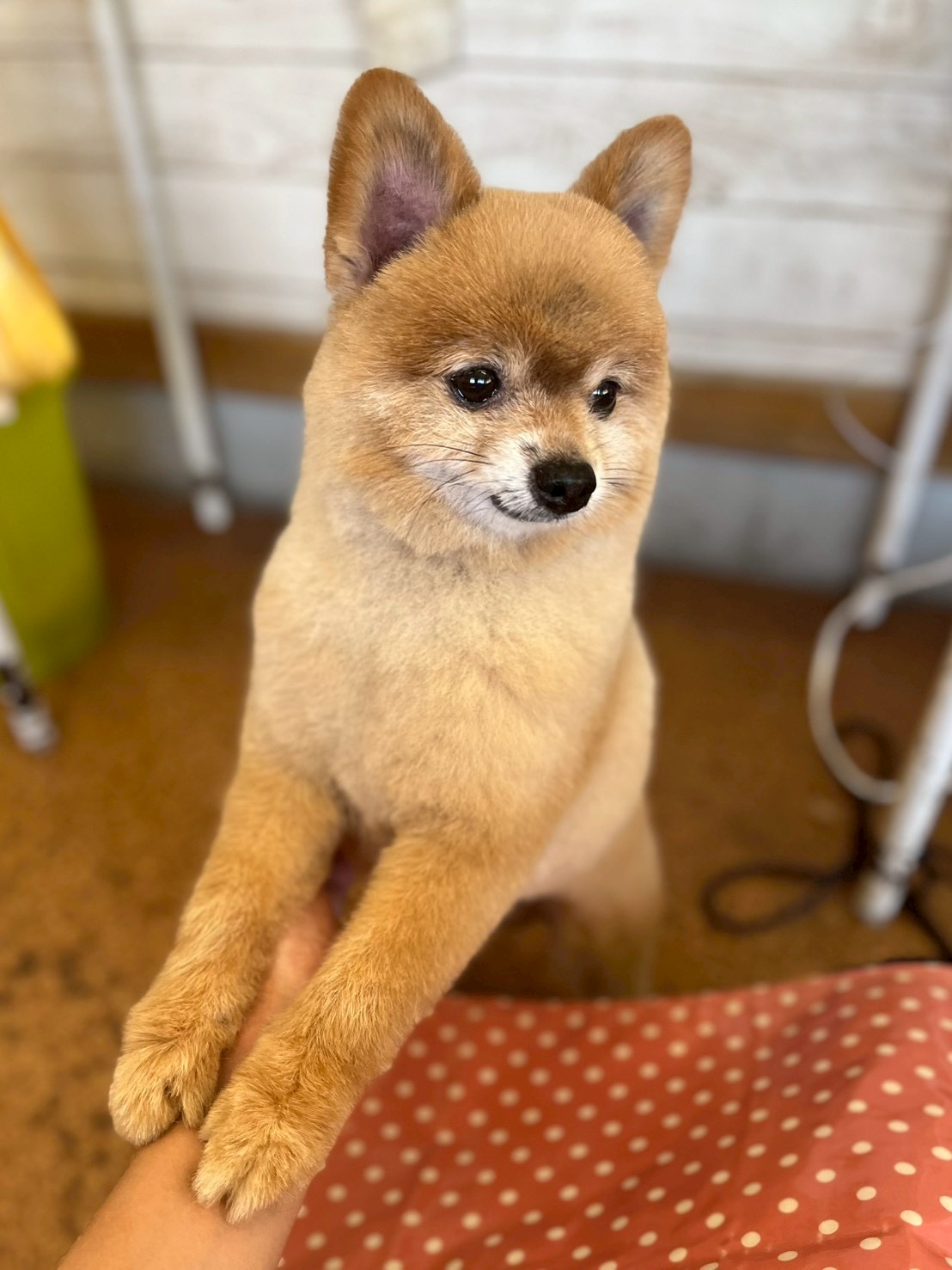 トリミングサロン　わんらぶ 5