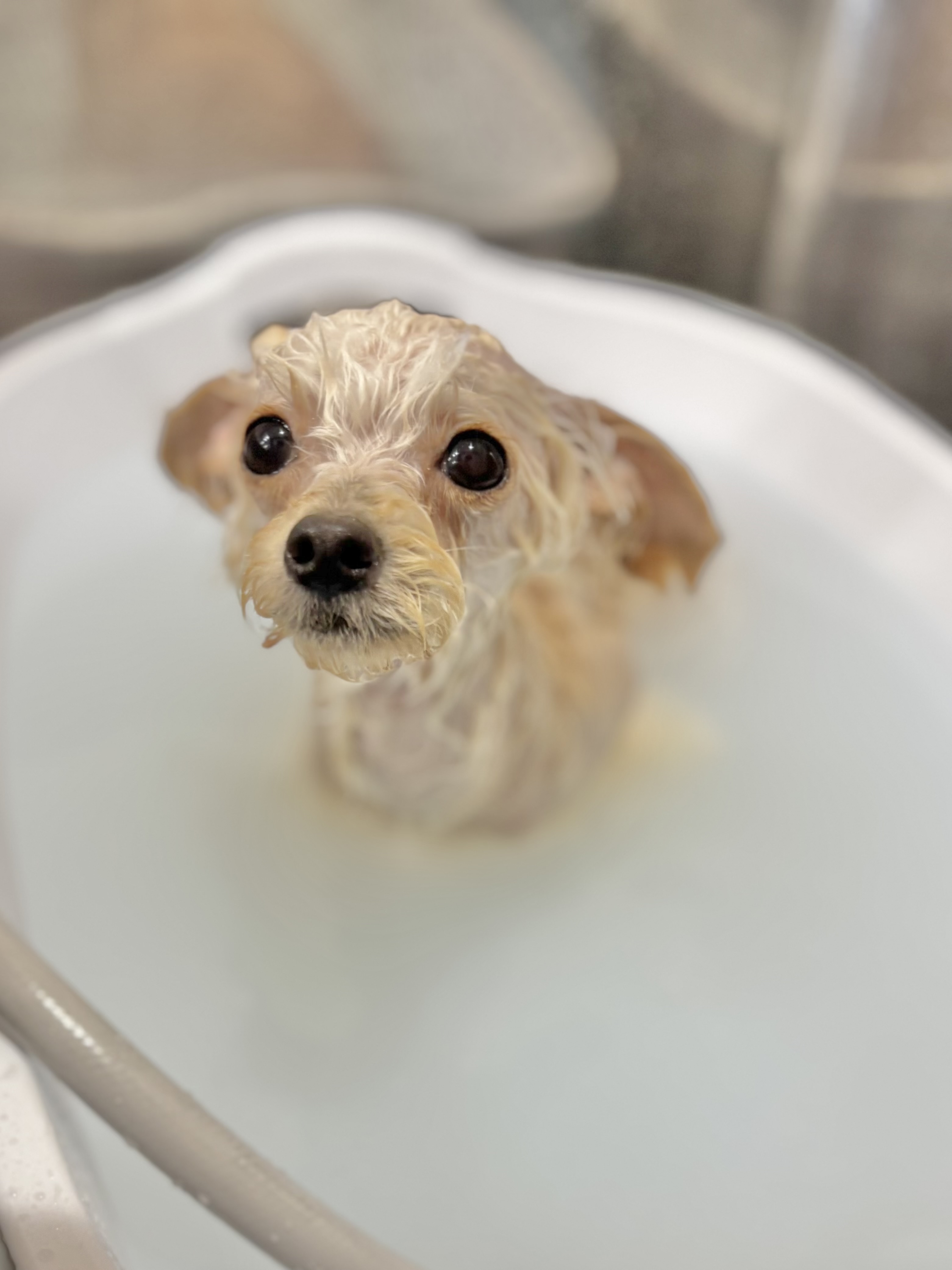 犬の美容室Peanuts 5