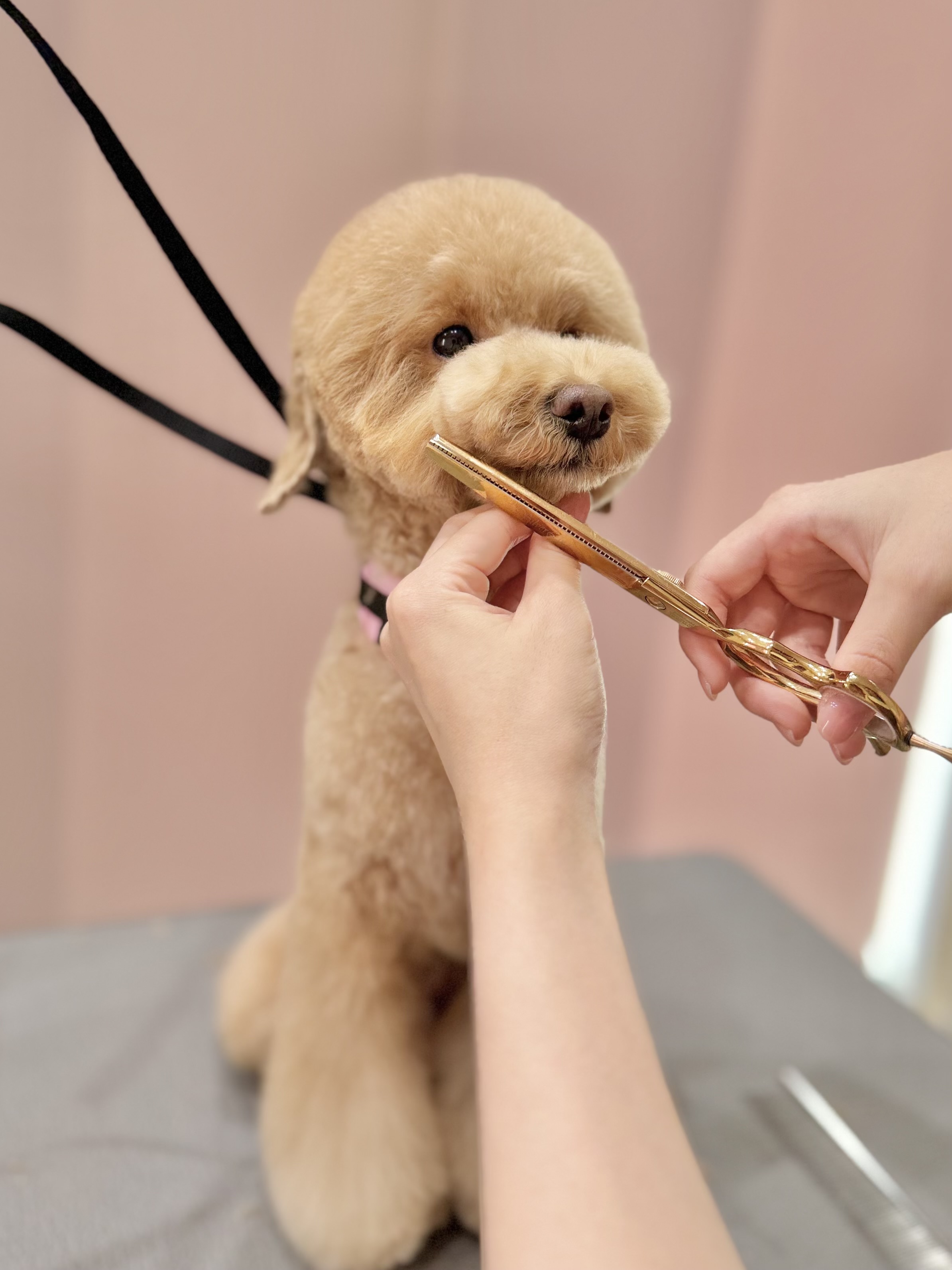 犬の美容室Peanuts 4
