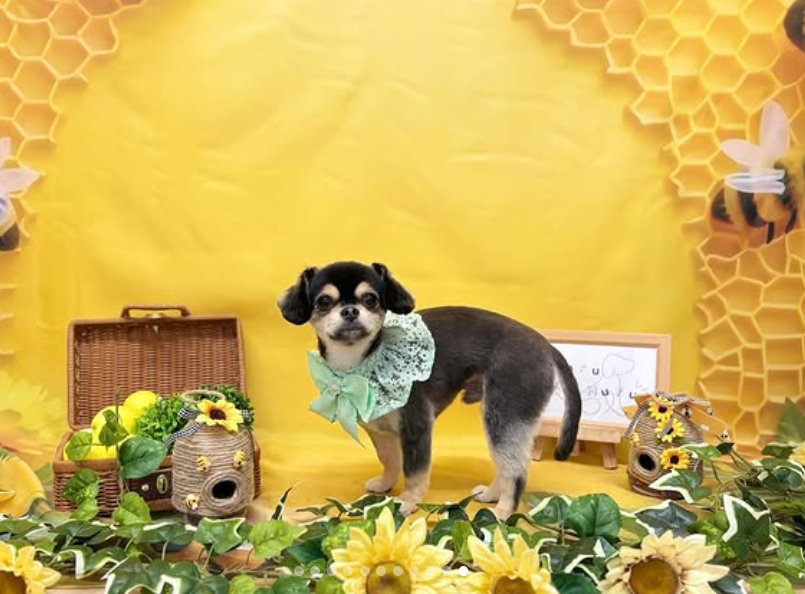 ミックス犬(その他)のトリミングカット Dog Salon & Spa Huru Huruの1枚目