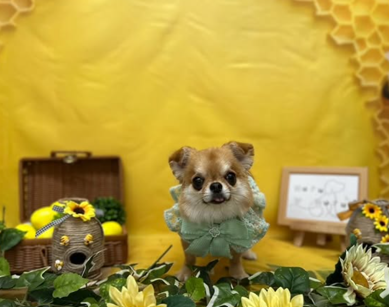 チワワのトリミングカット Dog Salon & Spa Huru Huruの1枚目