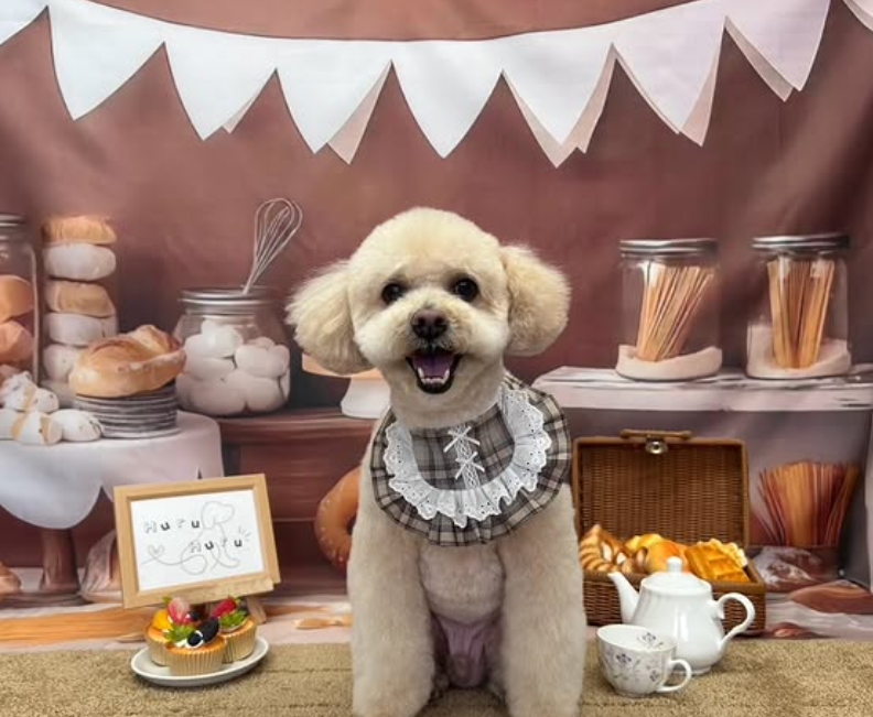 トイプードルのトリミングカット Dog Salon & Spa Huru Huruの1枚目