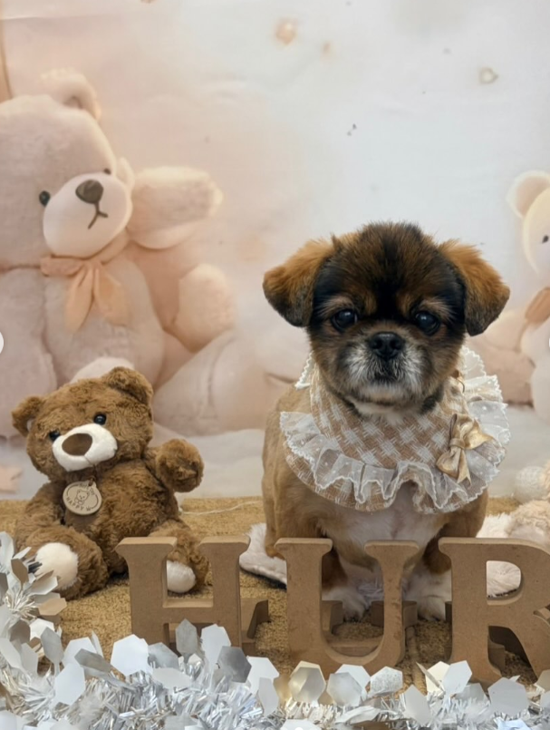 ミックス犬(その他)のトリミングカット Dog Salon & Spa Huru Huruの1枚目