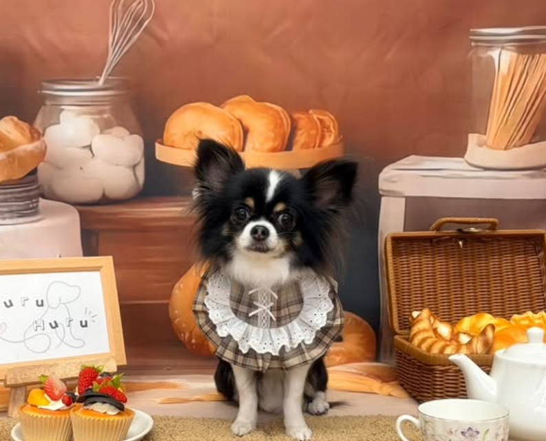 チワワのトリミングカット Dog Salon & Spa Huru Huruの1枚目