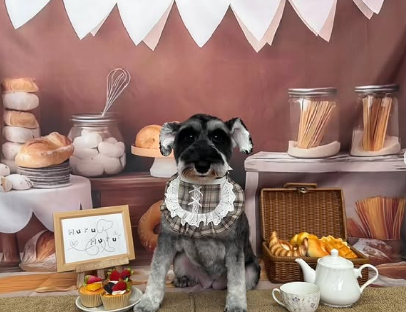 ミニチュアシュナウザーのトリミングカット Dog Salon & Spa Huru Huruの1枚目