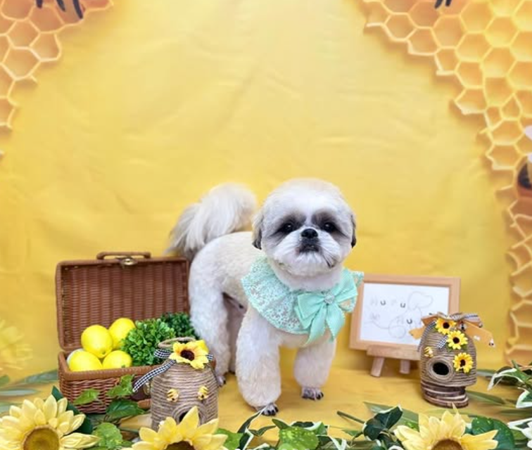 シーズーのトリミングカット Dog Salon & Spa Huru Huruの1枚目