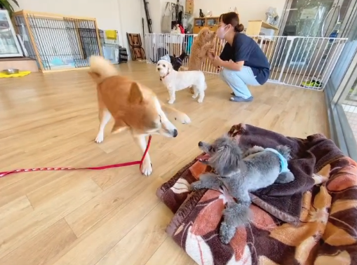 あんどDOG 横浜本店 4