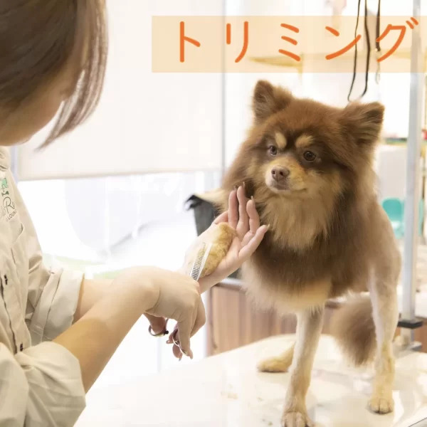 シャンプーカットコース