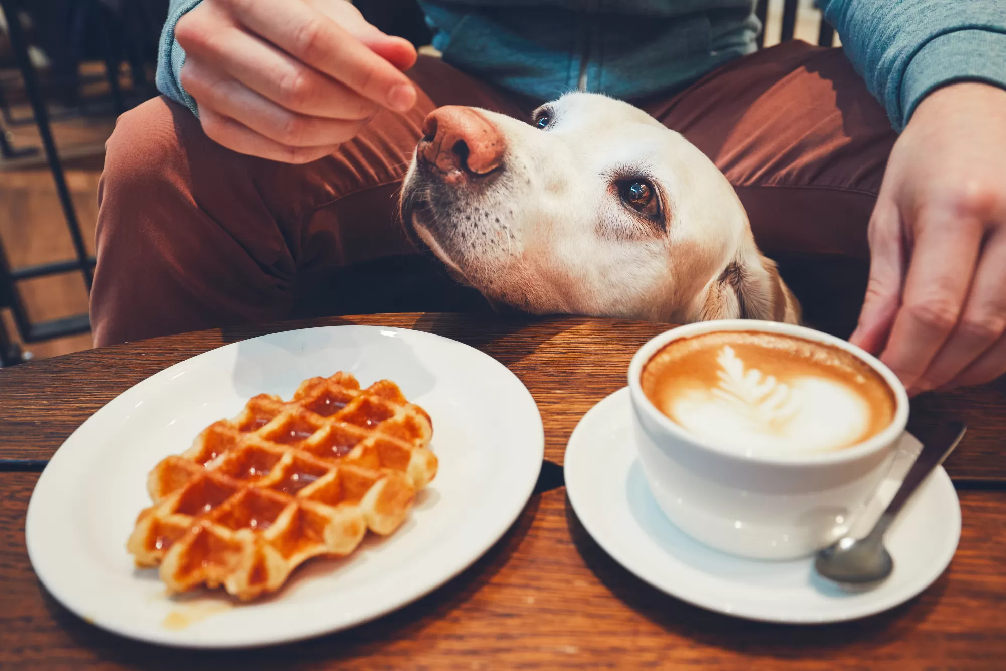 Dog Lounge PokoRudy 2
