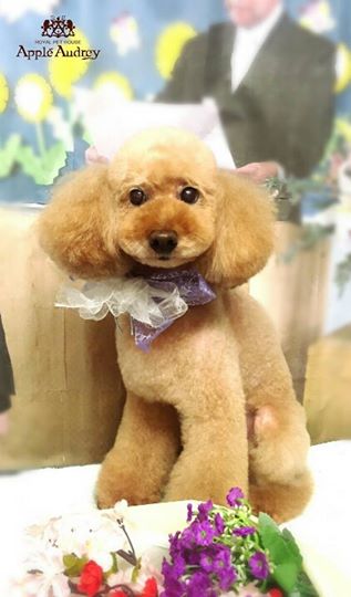トイプードルのトリミングカット ROYAL PET HOUSE Apple Audreyの1枚目