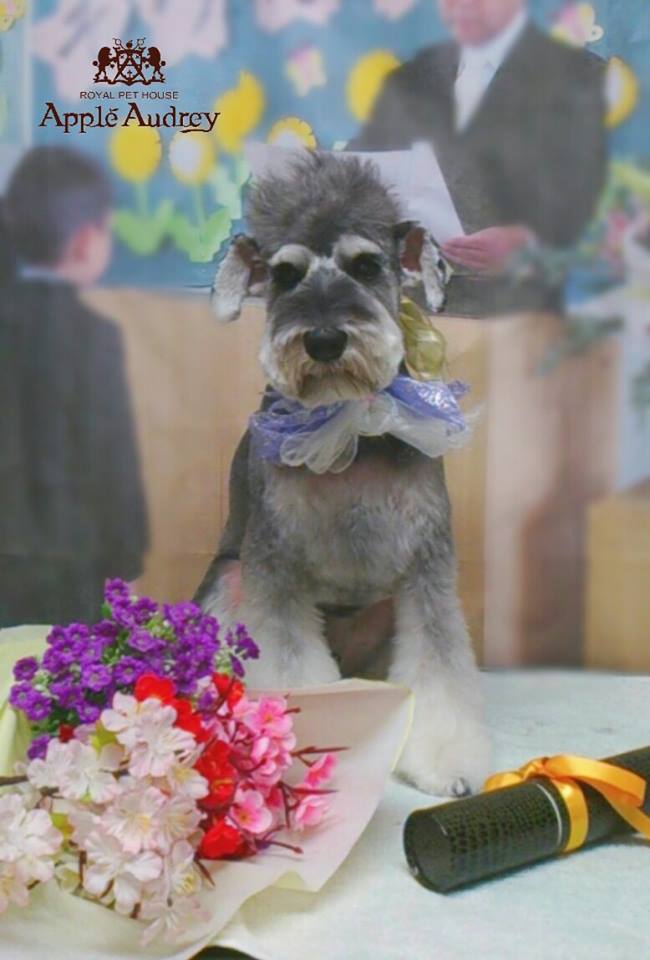 ミニチュアシュナウザーのトリミングカット ROYAL PET HOUSE Apple Audreyの1枚目