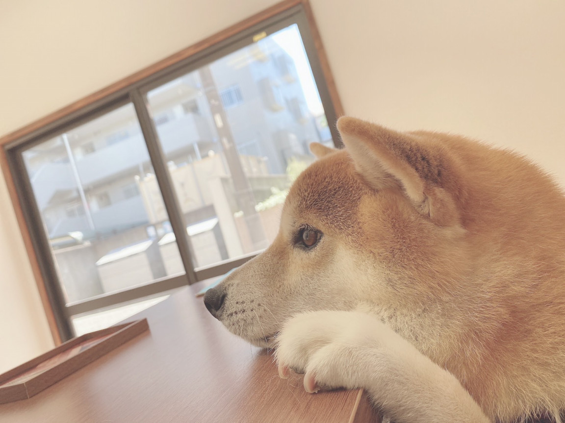 PLACERトリミングサロン 3