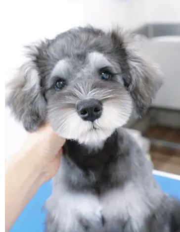 COLORER(クロレ) -dog salon-世田谷店 6