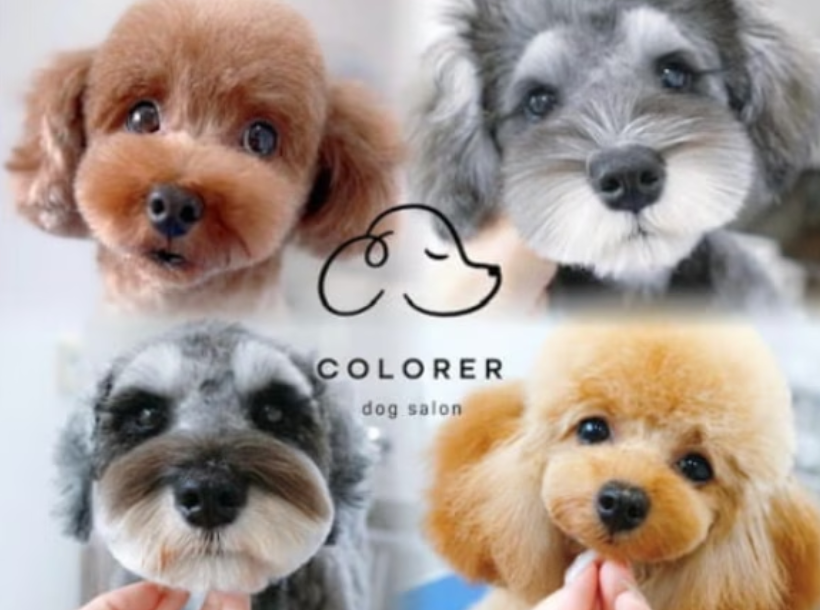 COLORER(クロレ) -dog salon-世田谷店 1