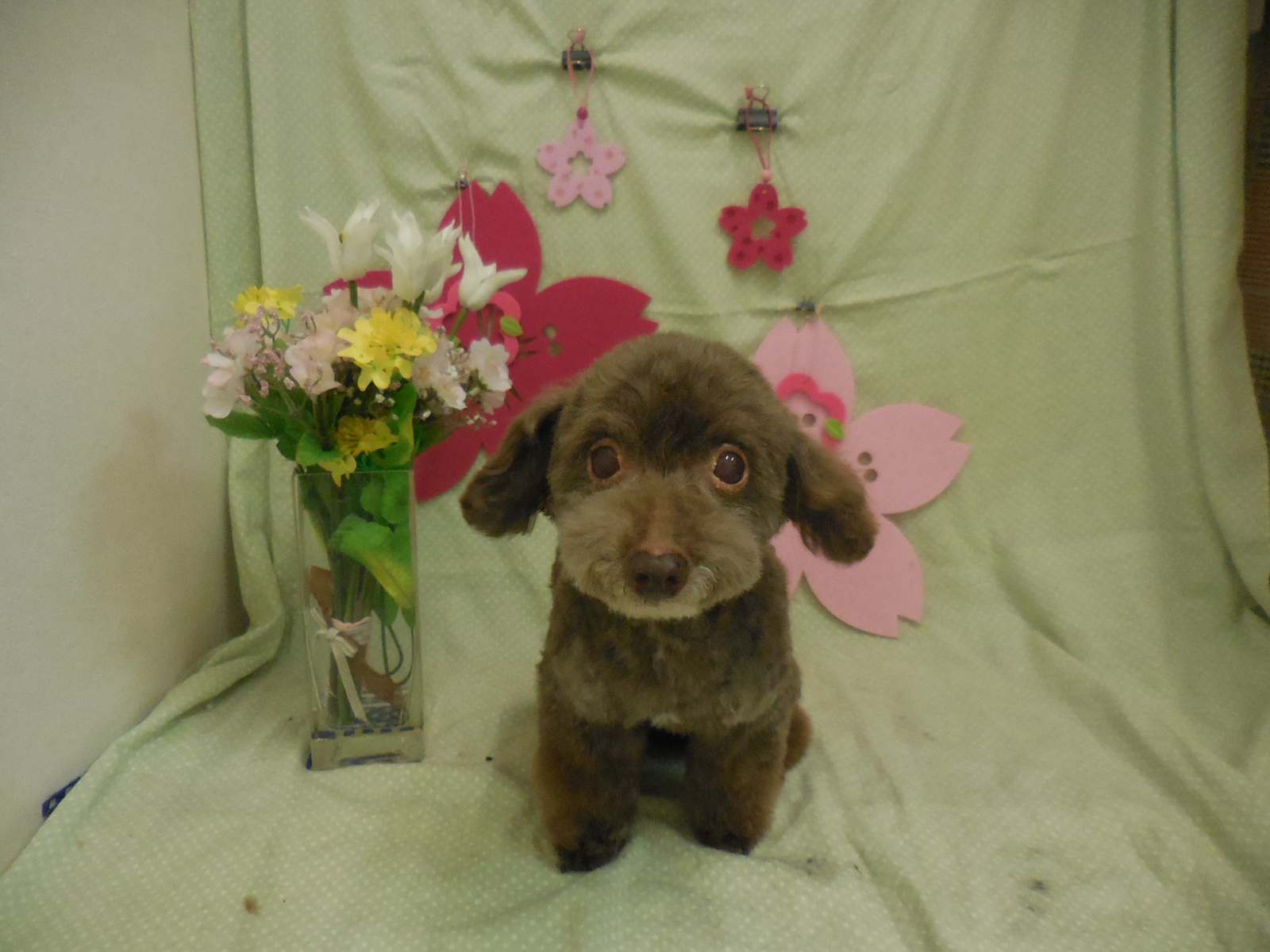 トリミングサロン 犬ごころ東川口店のトリミングカット-2713の1枚目