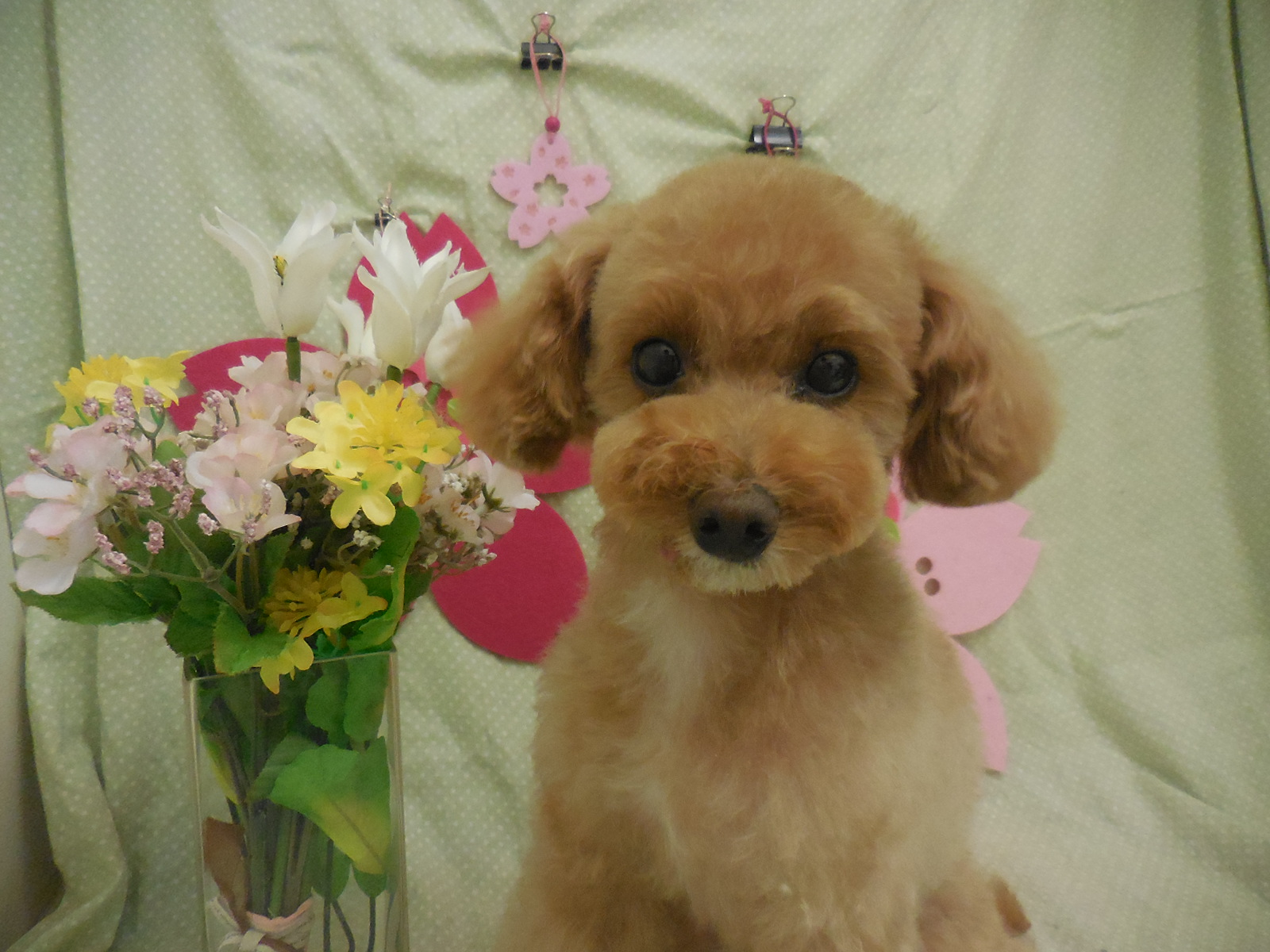 トリミングサロン 犬ごころ東川口店のトリミングカット-2720の1枚目