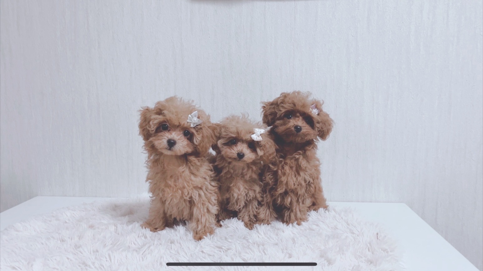 DogClub SchonTeru 1