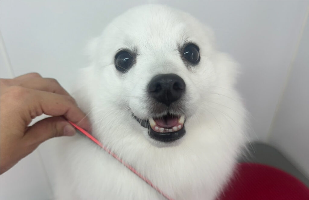 出張トリミングサロン まあちゃん家 3