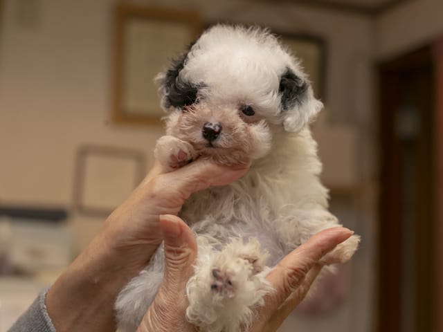 犬猫倶楽部ウィズ 2