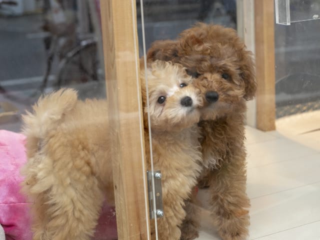 犬猫倶楽部ウィズ 3