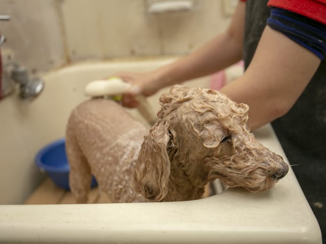 犬猫倶楽部ウィズ 4