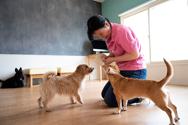 Dog Studio Maile 7
