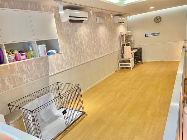 Dog Studio Maile 2