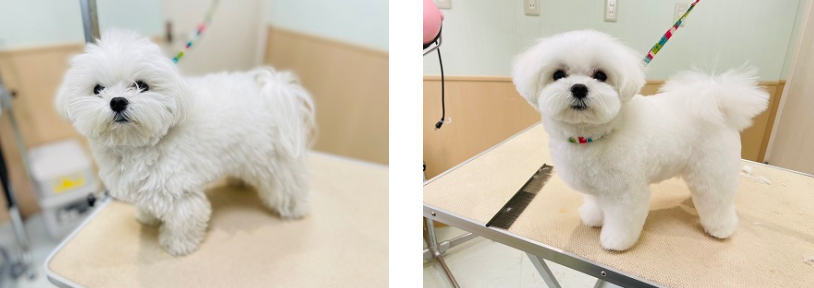 Dog Studio Maile 4