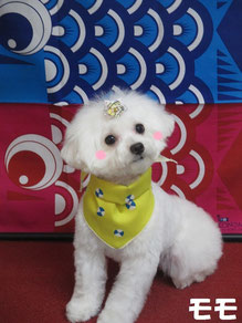 トリミングカット DOG SALON Meltyの1枚目