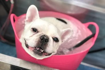 PETHOUSE chienchien 11