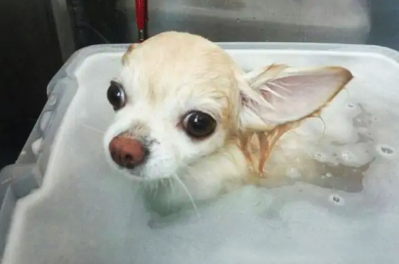 PETHOUSE chienchien 6