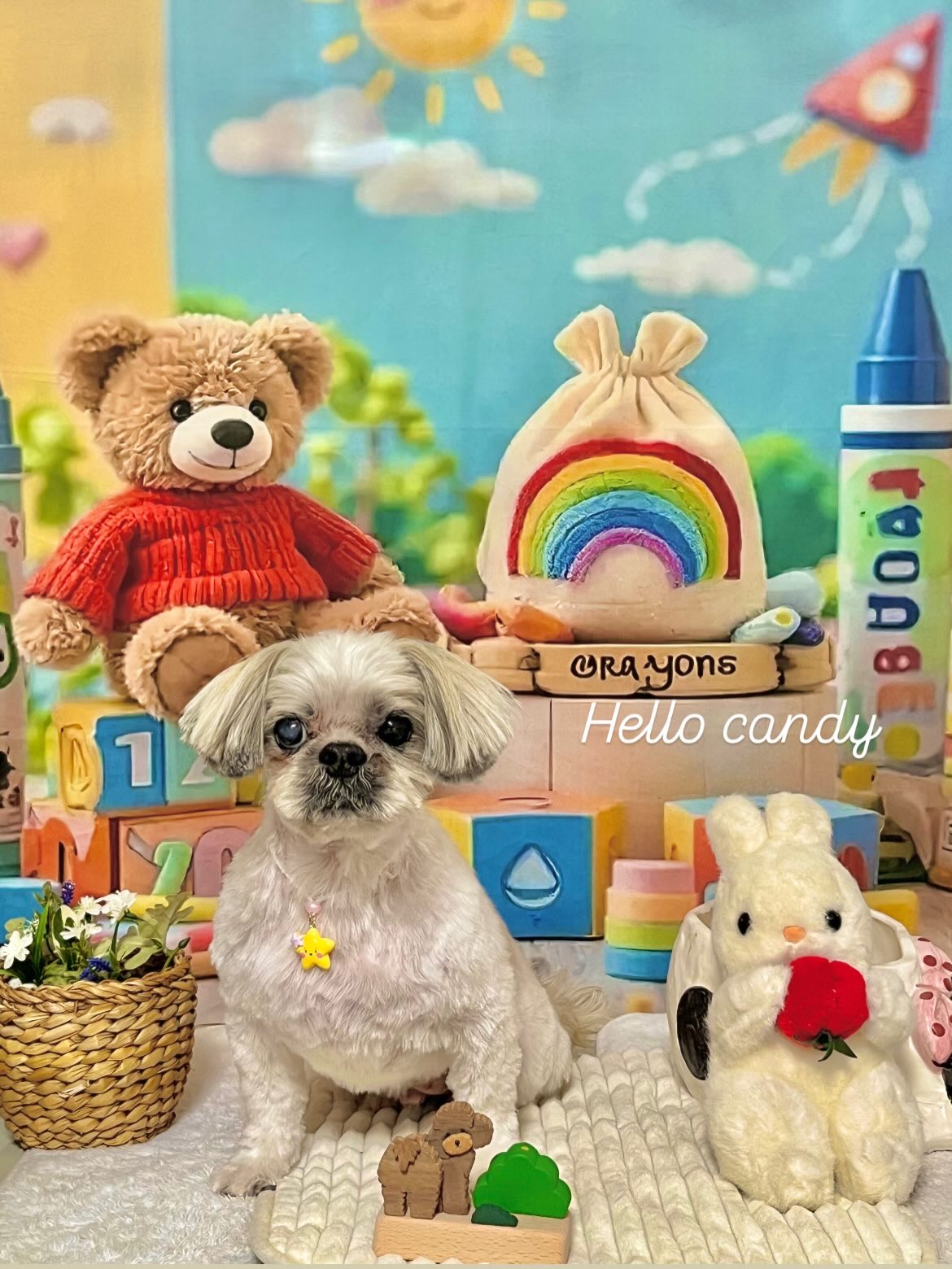 愛犬の美容・トリミング専門店 ハロー・キャンディ 5