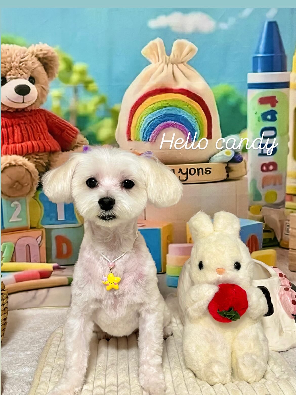 愛犬の美容・トリミング専門店 ハロー・キャンディ 4