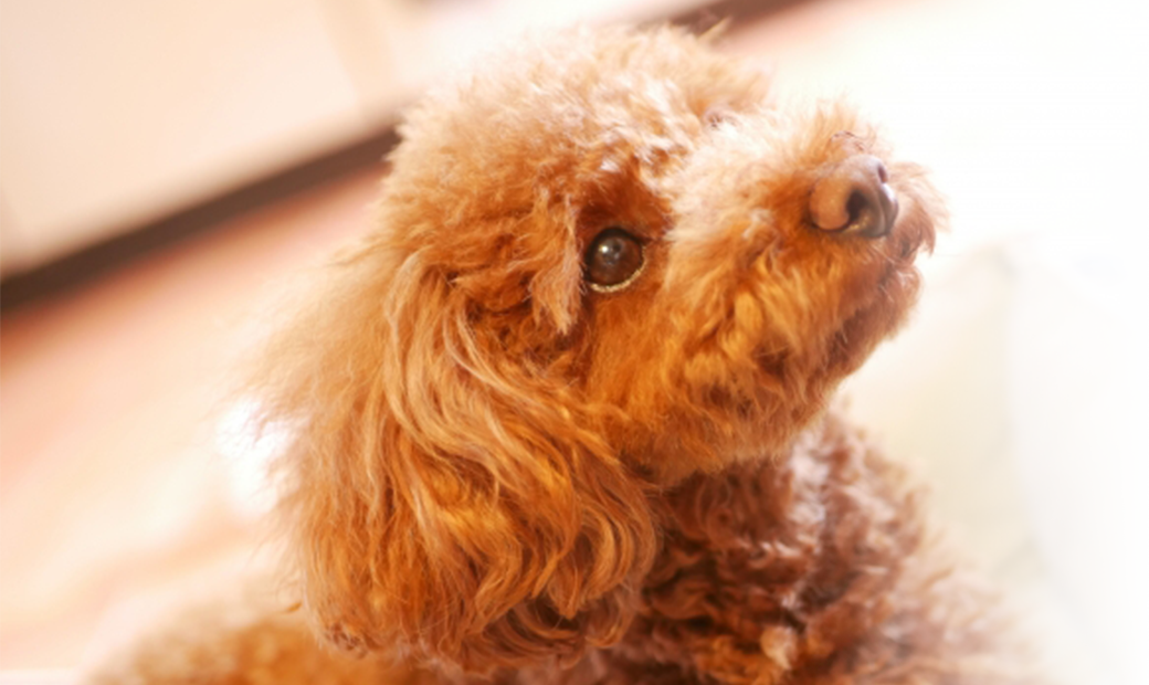 愛犬の美容・トリミング専門店 ハロー・キャンディ 2