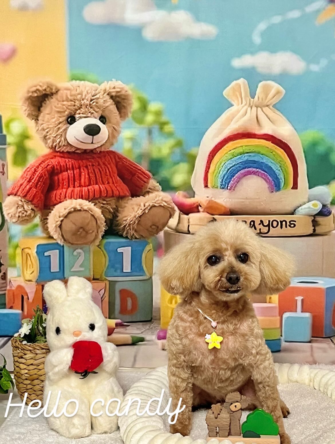 愛犬の美容・トリミング専門店 ハロー・キャンディ 3