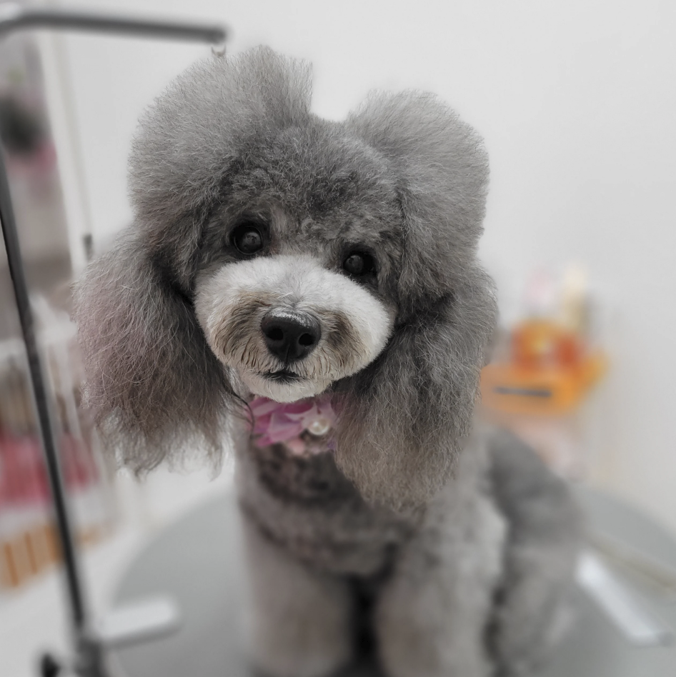 Dog Salon Cotton 3