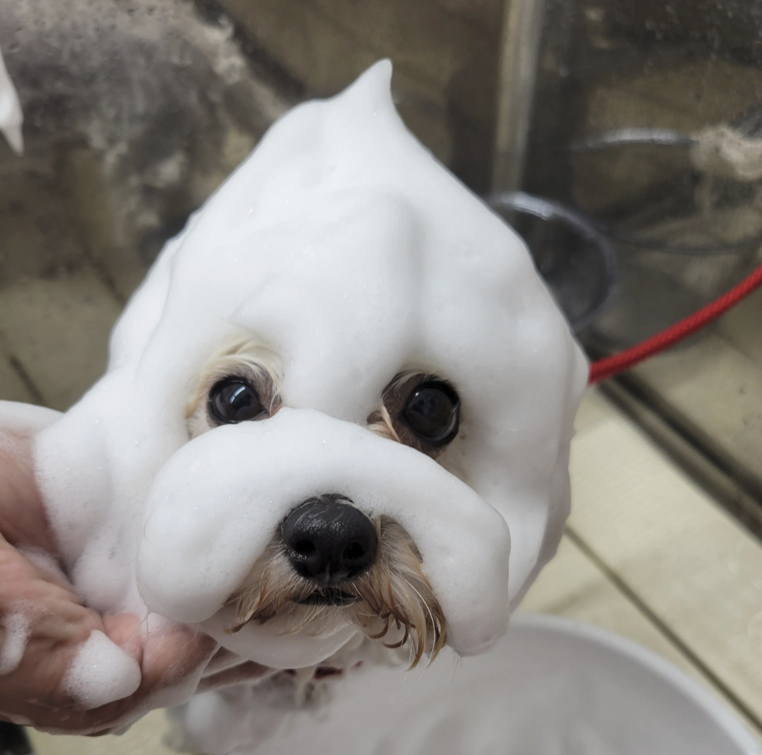 Dog Salon Cotton 2