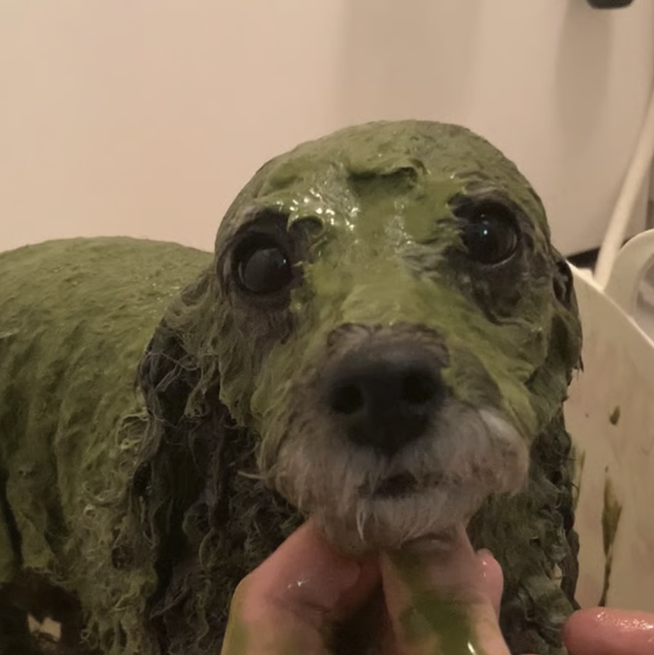 Dog Salon Cotton 4