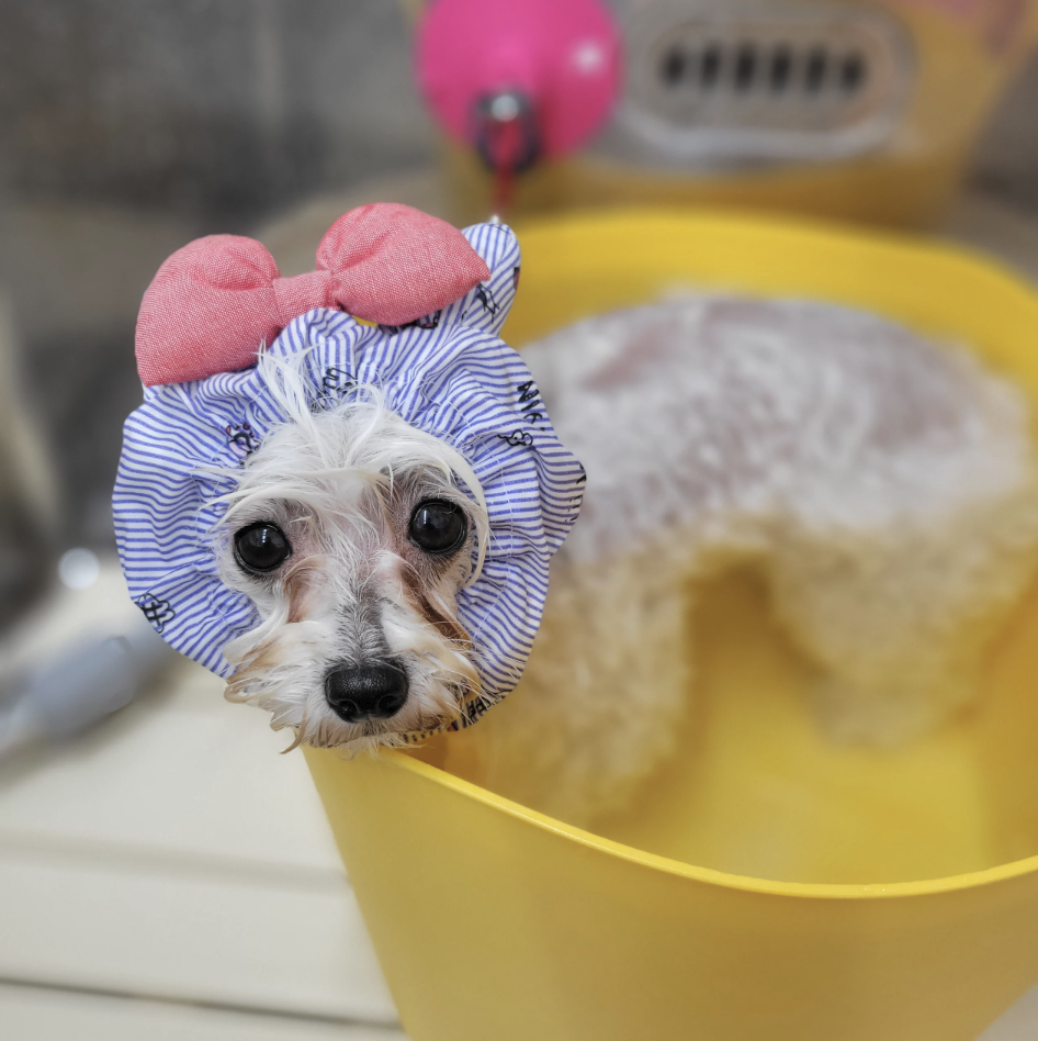 Dog Salon Cotton 5