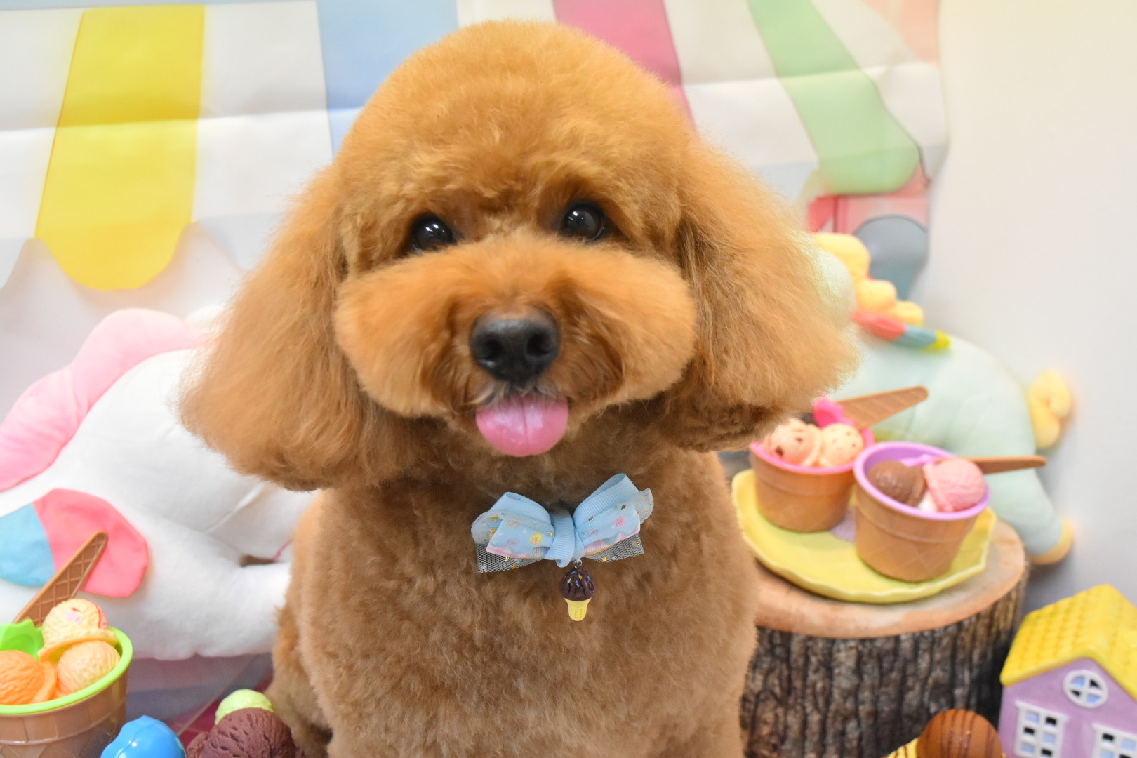 DOGSALONぽっぽ 8