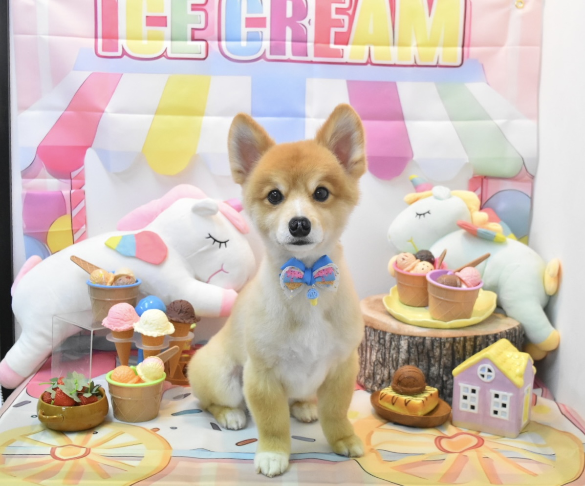 DOGSALONぽっぽ 3