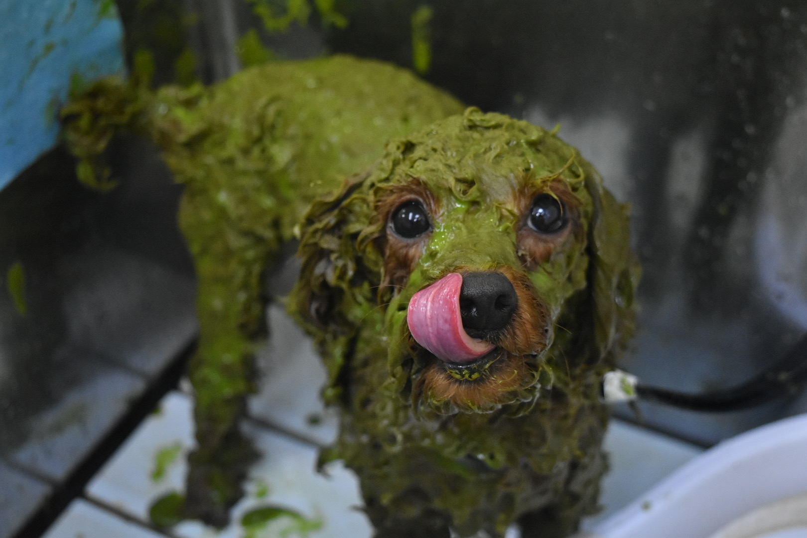 DOGSALONぽっぽ 6
