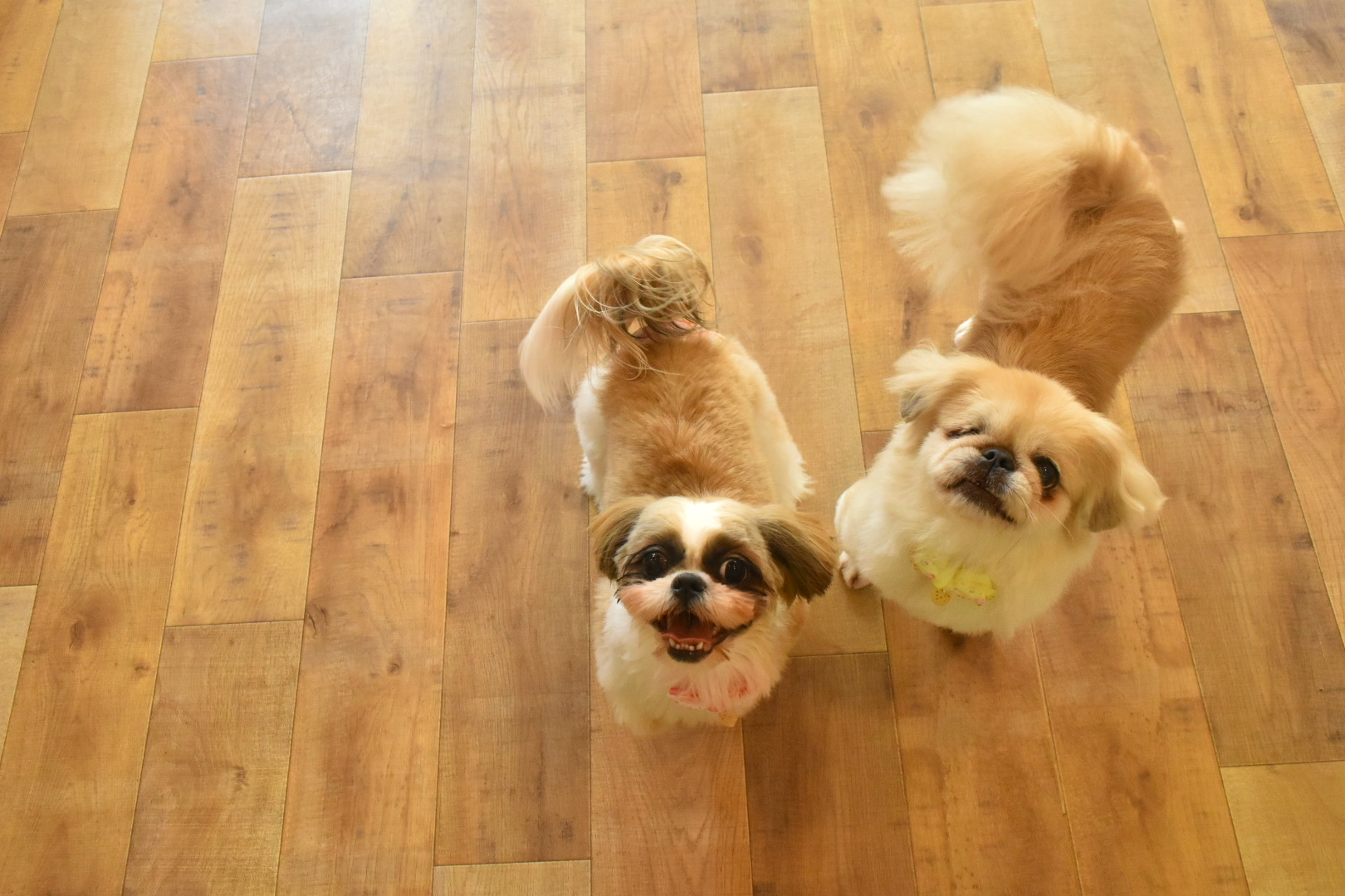 DOGSALONぽっぽ 7