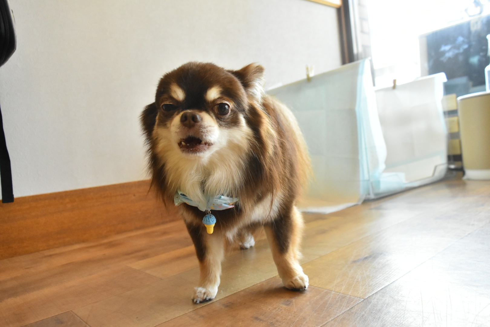 DOGSALONぽっぽ 2