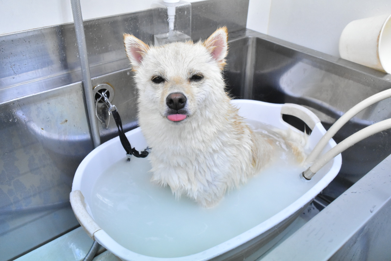 DOGSALONぽっぽ 11