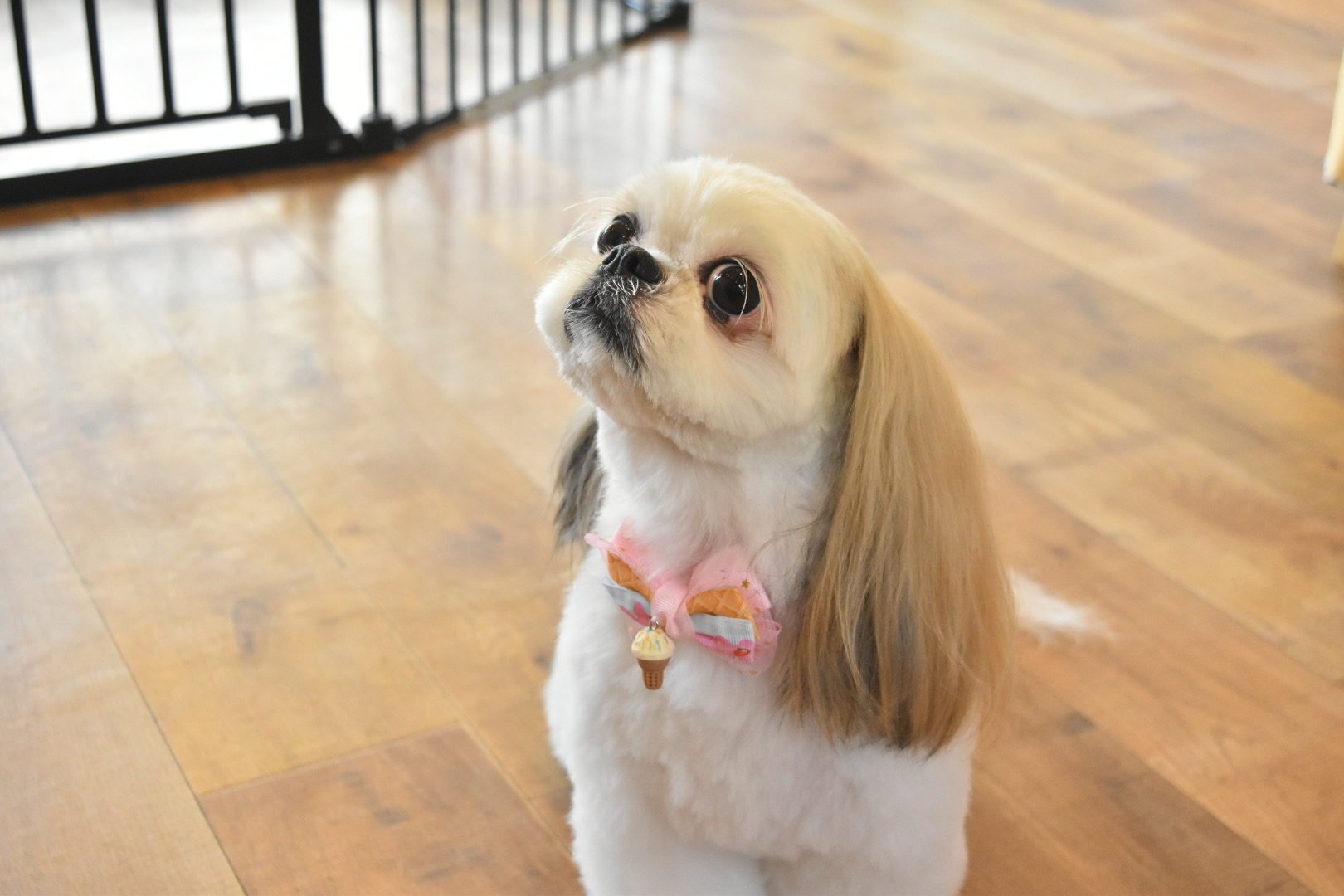 DOGSALONぽっぽ 4