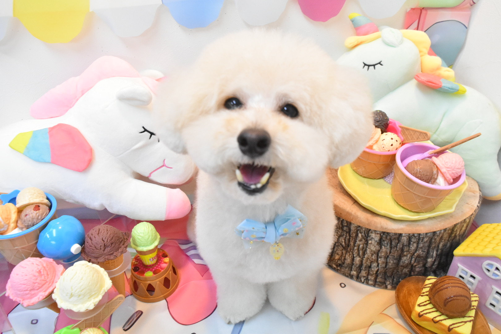 DOGSALONぽっぽ 5