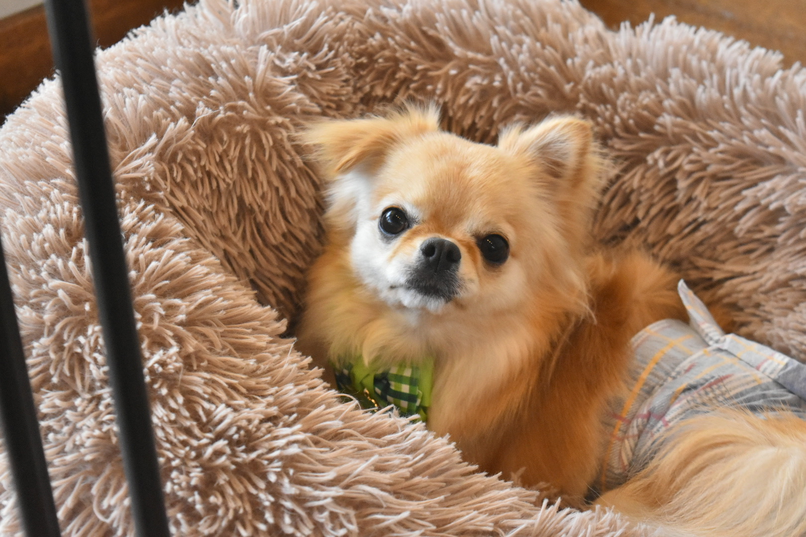DOGSALONぽっぽ 9